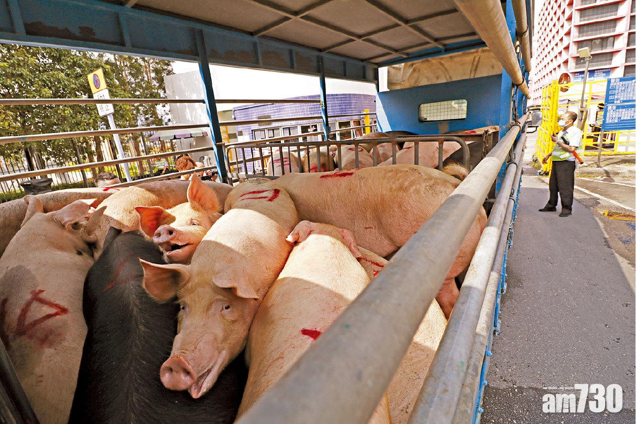 陳肇始稱預防非洲豬瘟 需縮短活豬到港至被屠宰時間