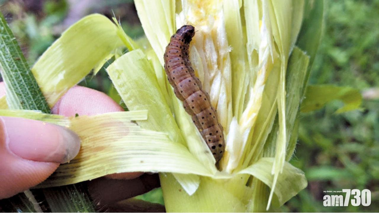 僅高雄等5地未「淪陷」  草地貪夜蛾襲台17縣市