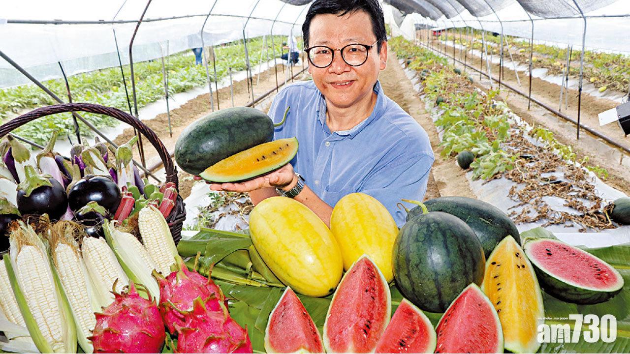 本地有機 西瓜節明舉行 黃肉「哈密」首亮相