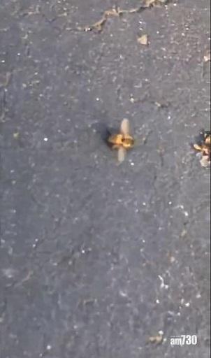【怪】大量蜜蜂地上顫動後死亡 南加州地震先兆？(有片)