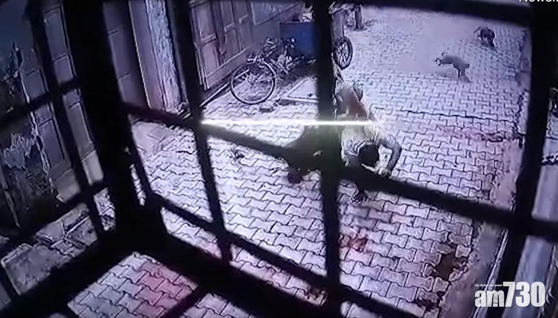 【惡成咁？】從後夾擊 印漢被劣猴撲上身噬咬兼狂追(有片)