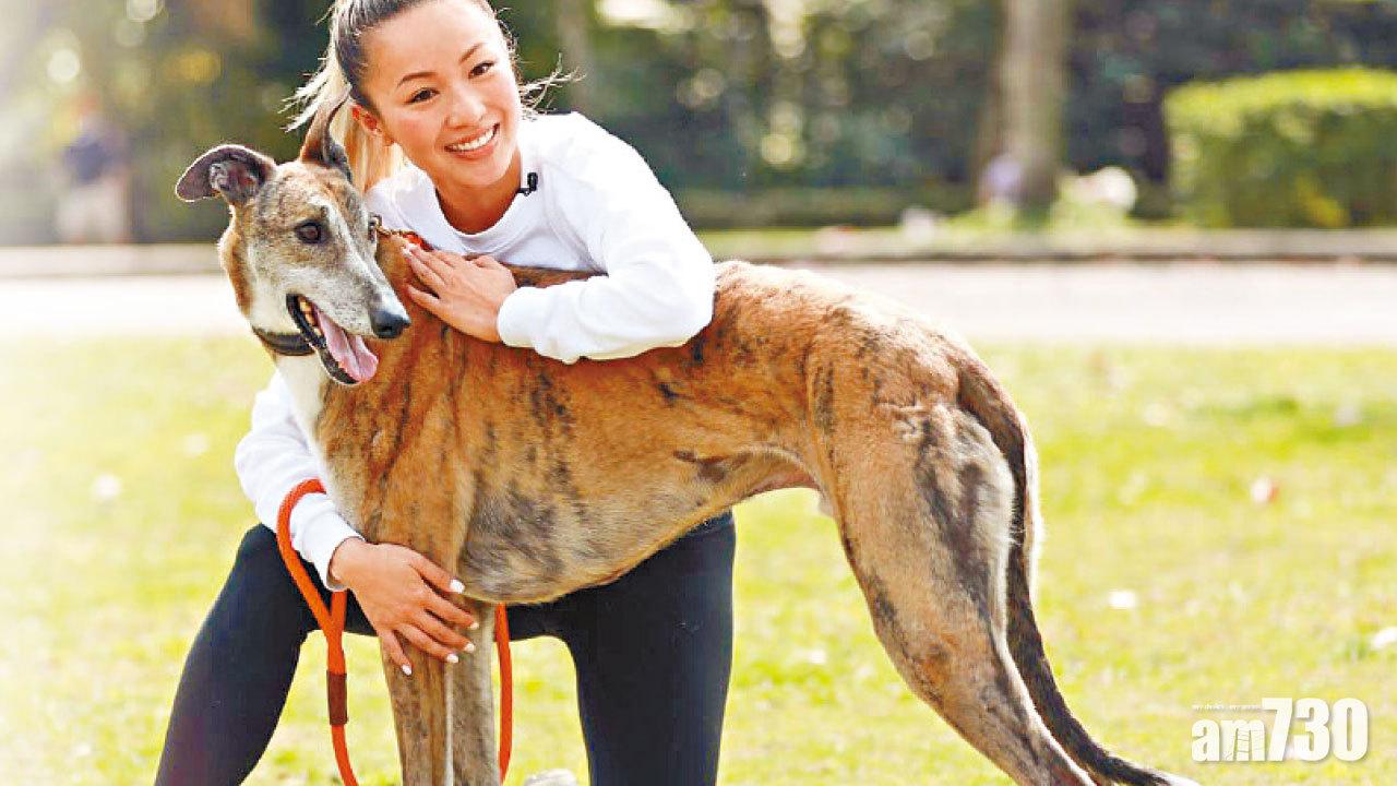 賽犬一生悲哀 鄭融赴澳領養
