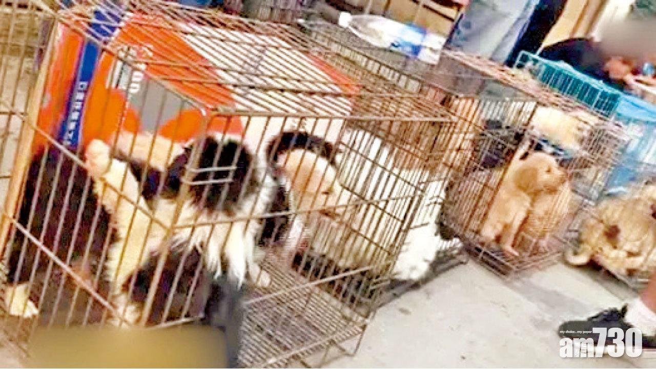 執靚轉手可賺幾千元 江蘇黑市大賣有病貓狗