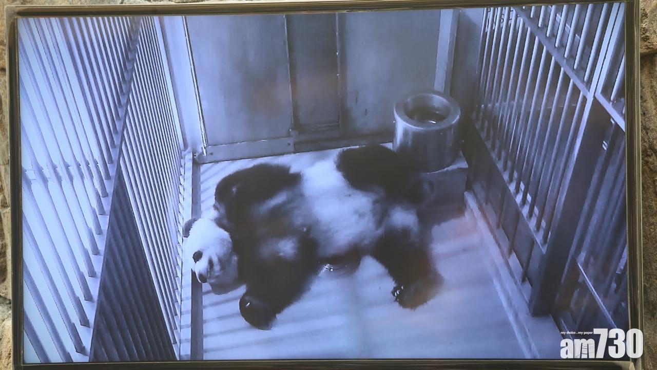 大熊貓盈盈出現妊娠症狀 海洋公園：不排除假懷孕