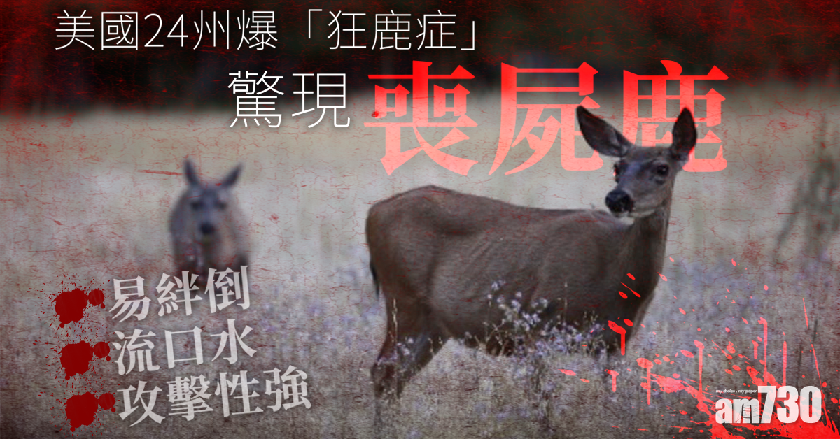 【神經退化】美24州驚現喪屍鹿 易絆倒流口水兼攻擊性強