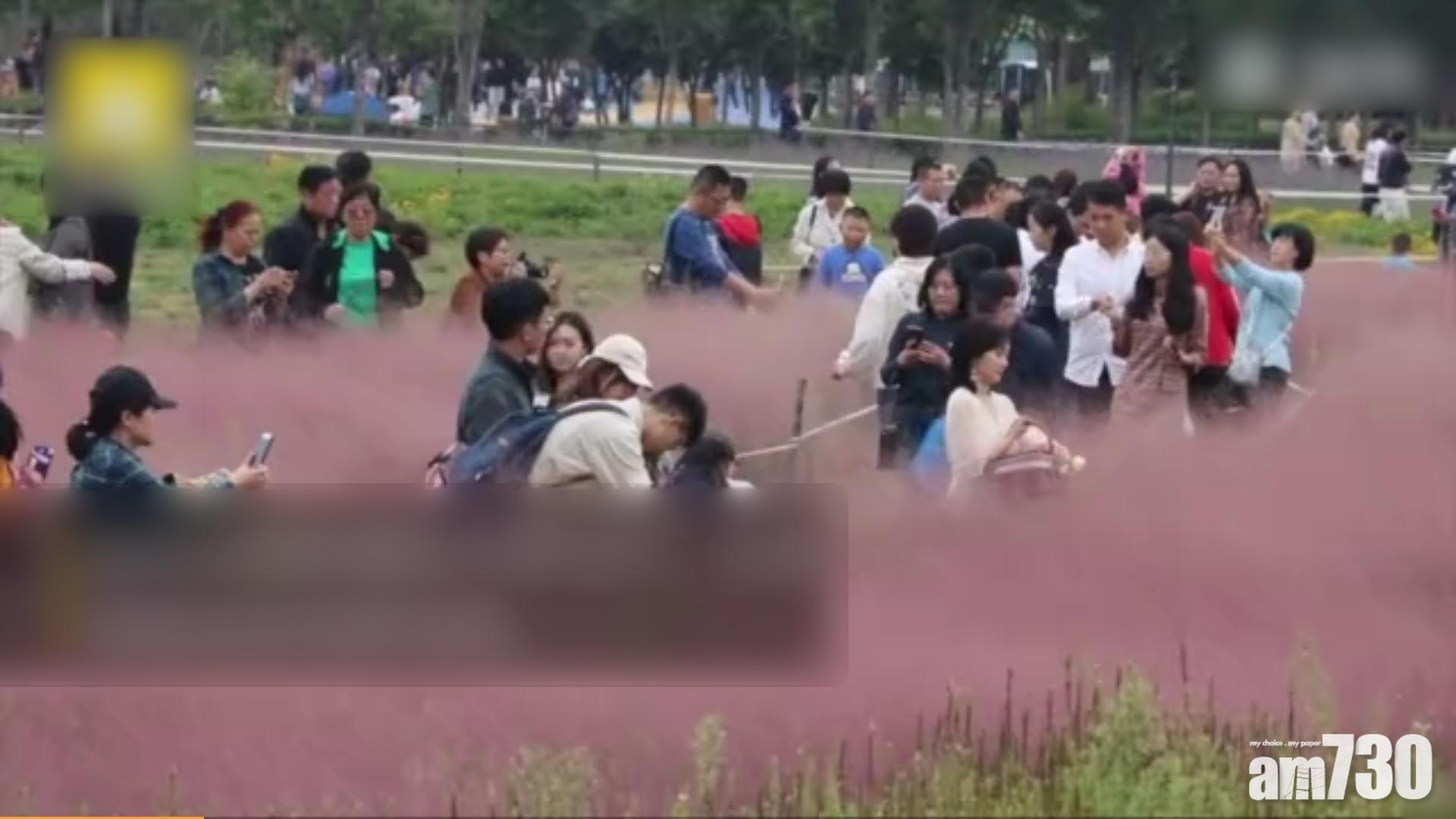 內地缺德客又亂踩粉黛亂子草 保安嗌咪趕都無用