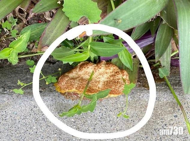 女子路邊發現「神秘物質」　網民：似反轉的班戟