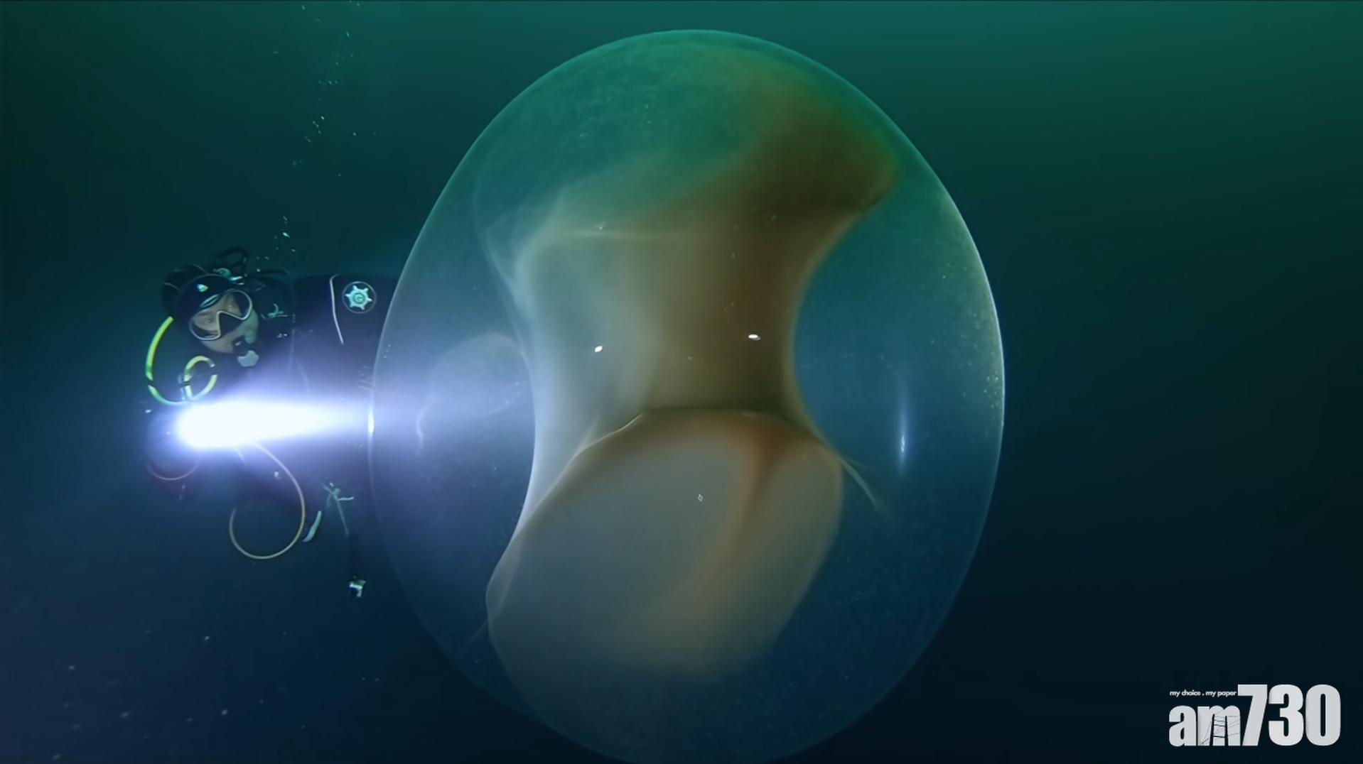 【海底吹波膠】深海驚見巨型球狀物　表面透明內藏無數魷魚卵 (有片)