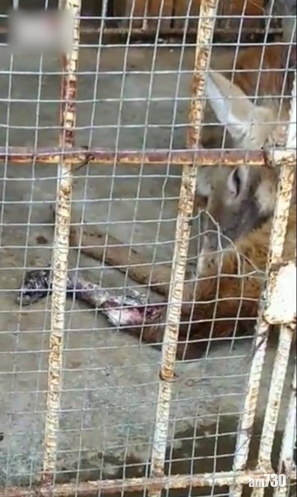 梅花鹿爛腳生蛆 江蘇南湖動物園疑虐待動物