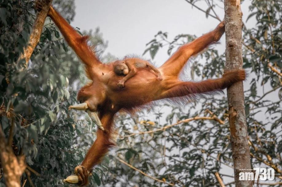 【好溫韾】猩媽樹上搵食物  寶寶到痴到實一實