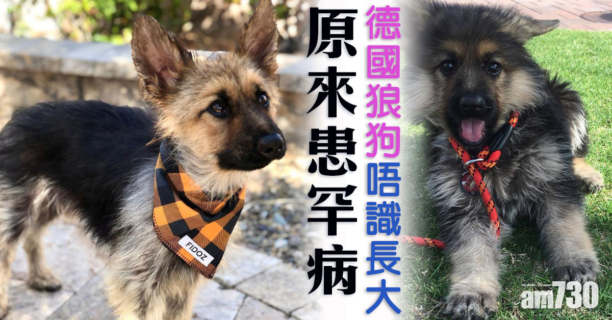 德國狼狗2歲唔識大  似足BB仔   原來患罕病