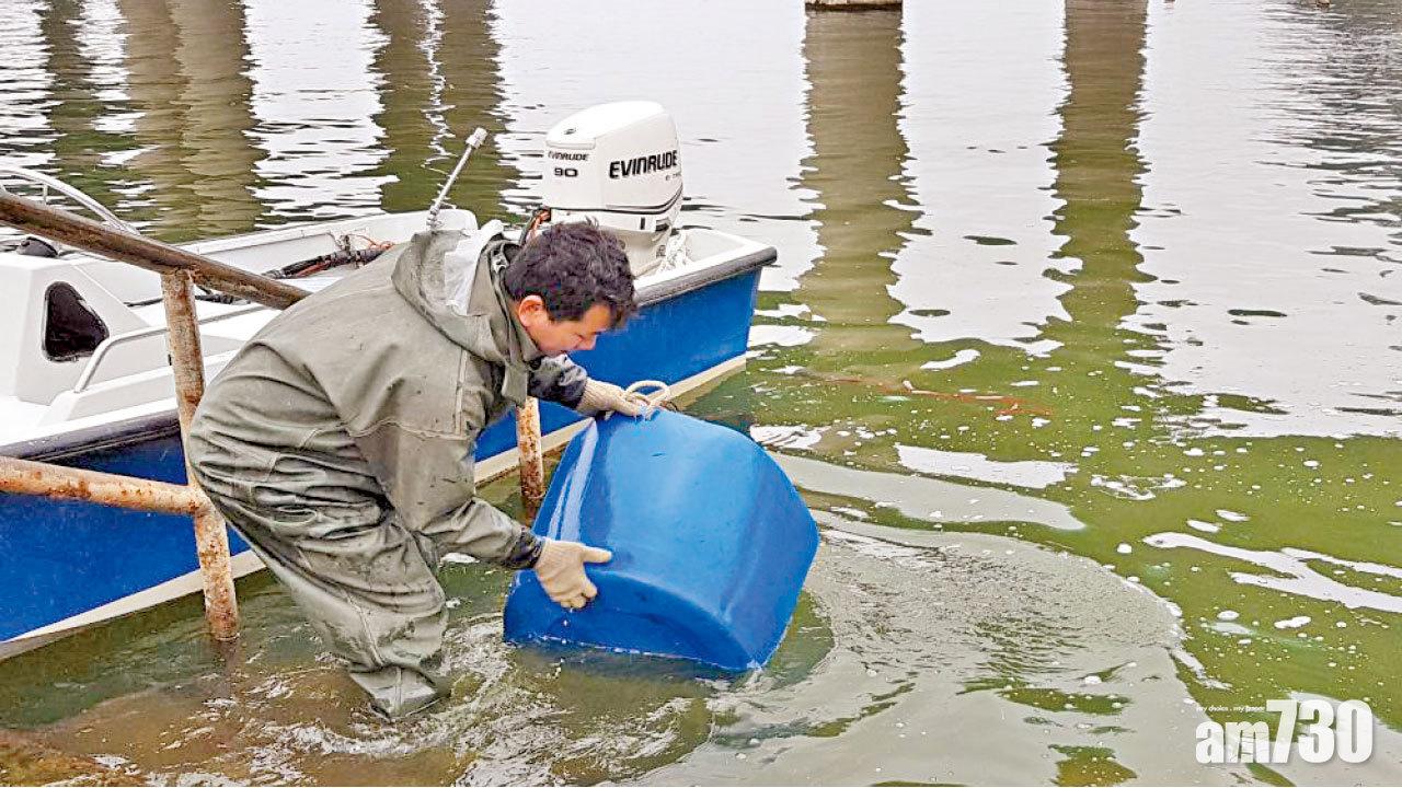 魚類兵團食水藻助水塘平衡生態