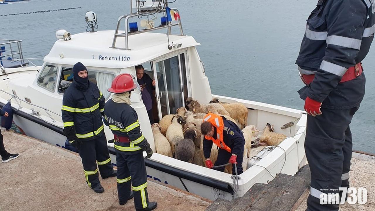羅馬尼亞載1.4萬隻綿羊貨輪翻側　只救起約32隻