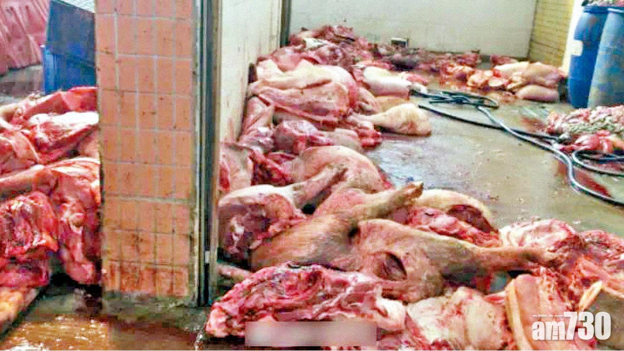 南海屠宰場賣病死豬 疑每日數千斤流入市場