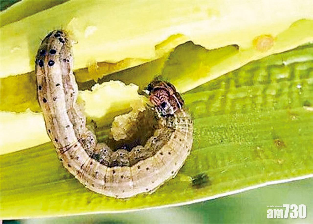 草地貪夜蛾落地生根 農業部：明年或暴發