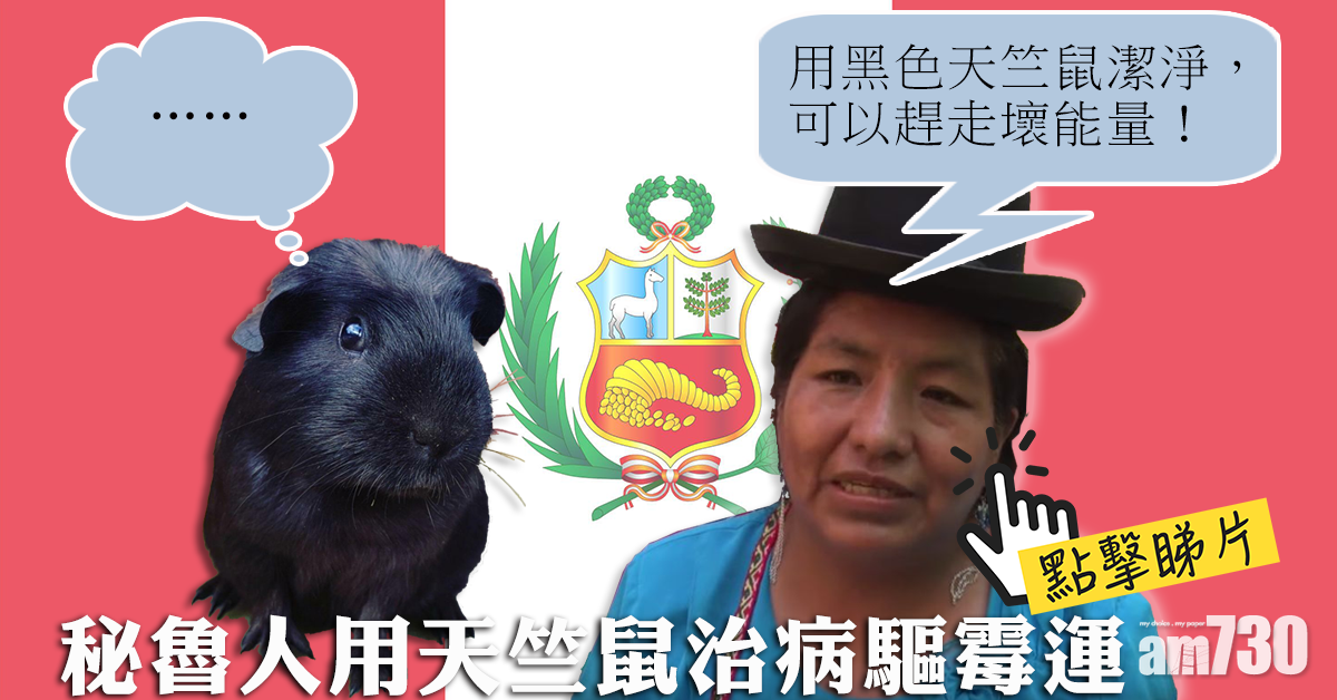 【各施各法】秘魯人用天竺鼠掃身掃頭  治病驅霉運(有片)