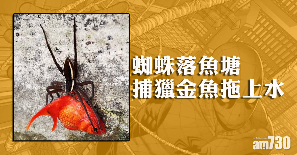 【嚇一嚇】蜘蛛落魚塘捕獵  拖住金魚上水