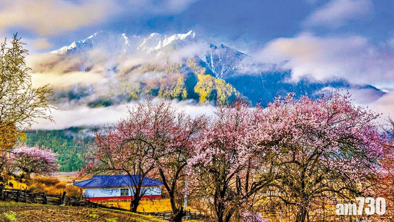 走進西藏林芝桃花花海