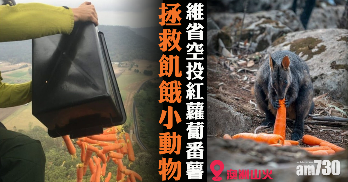 【澳洲山火】拯救飢餓小動物  維省空投紅蘿蔔番薯