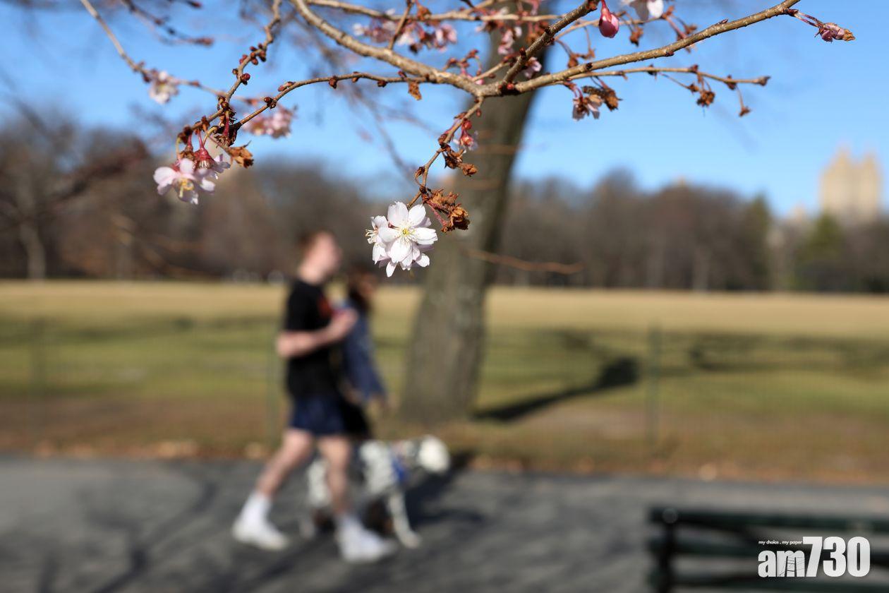 【反常天氣】紐約冬日高見20度  枝垂櫻提前盛放
