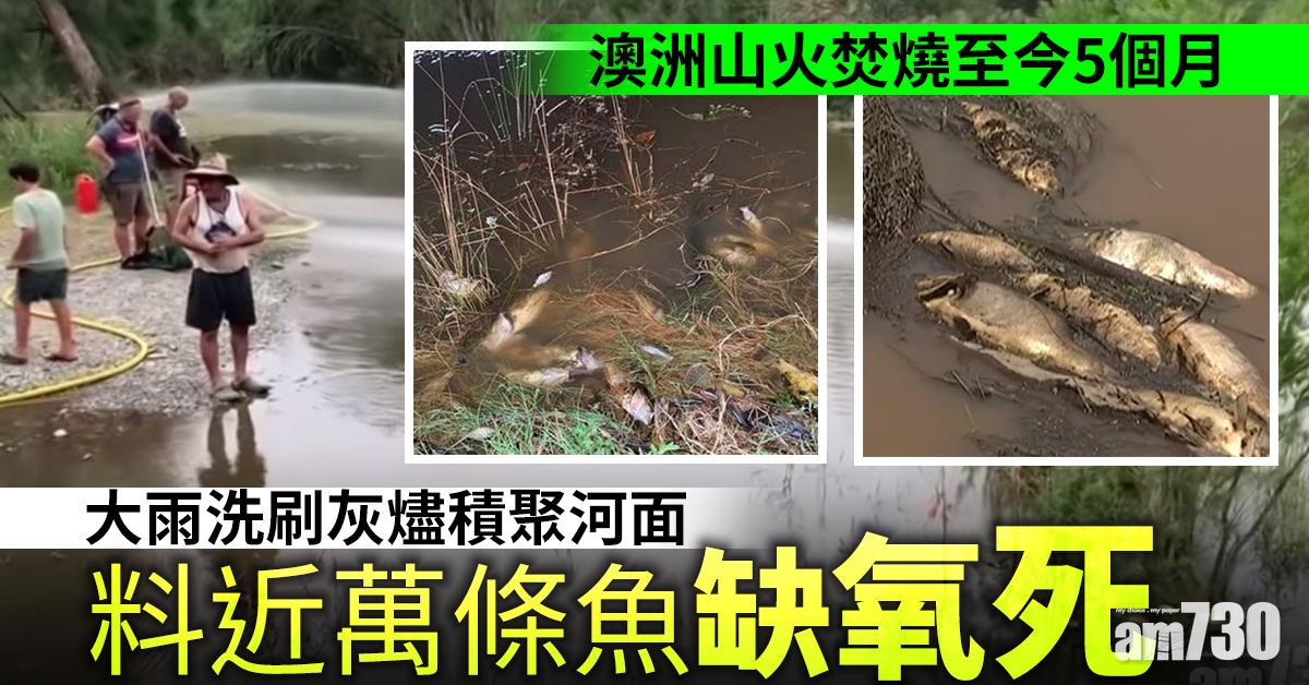 【澳洲山火】大雨洗刷灰燼積聚河面  料近萬條魚缺氧死