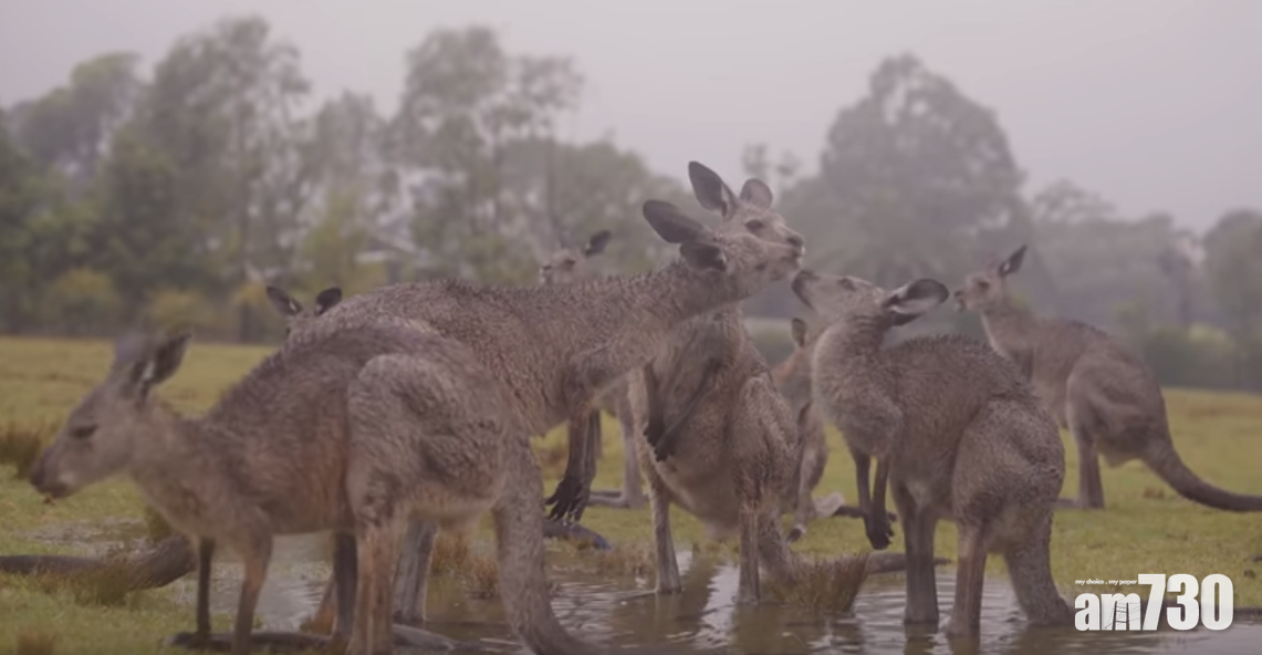 【久旱逢甘霖】大雨舒緩澳洲山火  動物開心慶祝 (有片)