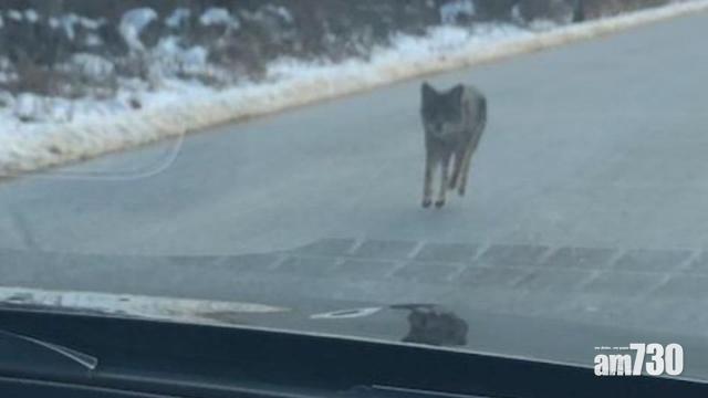遠足遇惡狼  美父赤手肉搏救2歲半兒