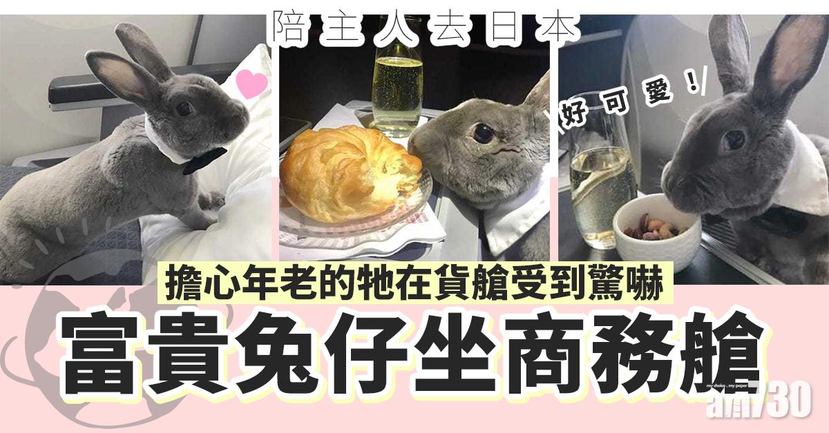 陪主人去日本　富貴兔仔坐商務艙