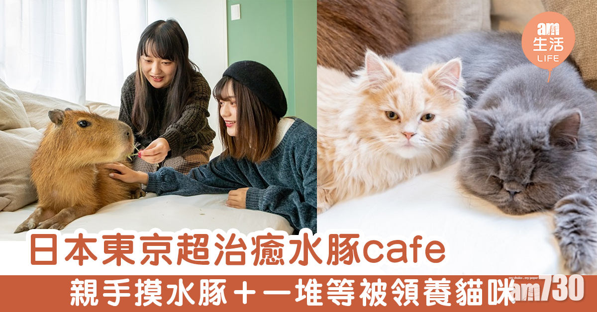 日本東京超治癒水豚café  親手摸水豚＋一堆等被領養貓咪