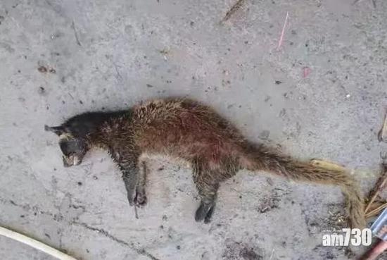 【武漢肺炎】貴州男在家嫌悶 上山捉果子狸食