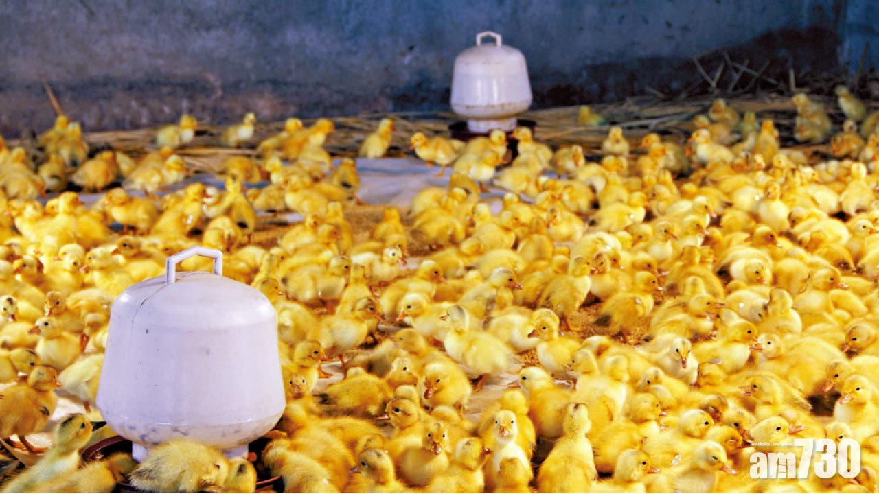 10萬鴨仔傳出征巴國  中方：農藥滅蝗更有效