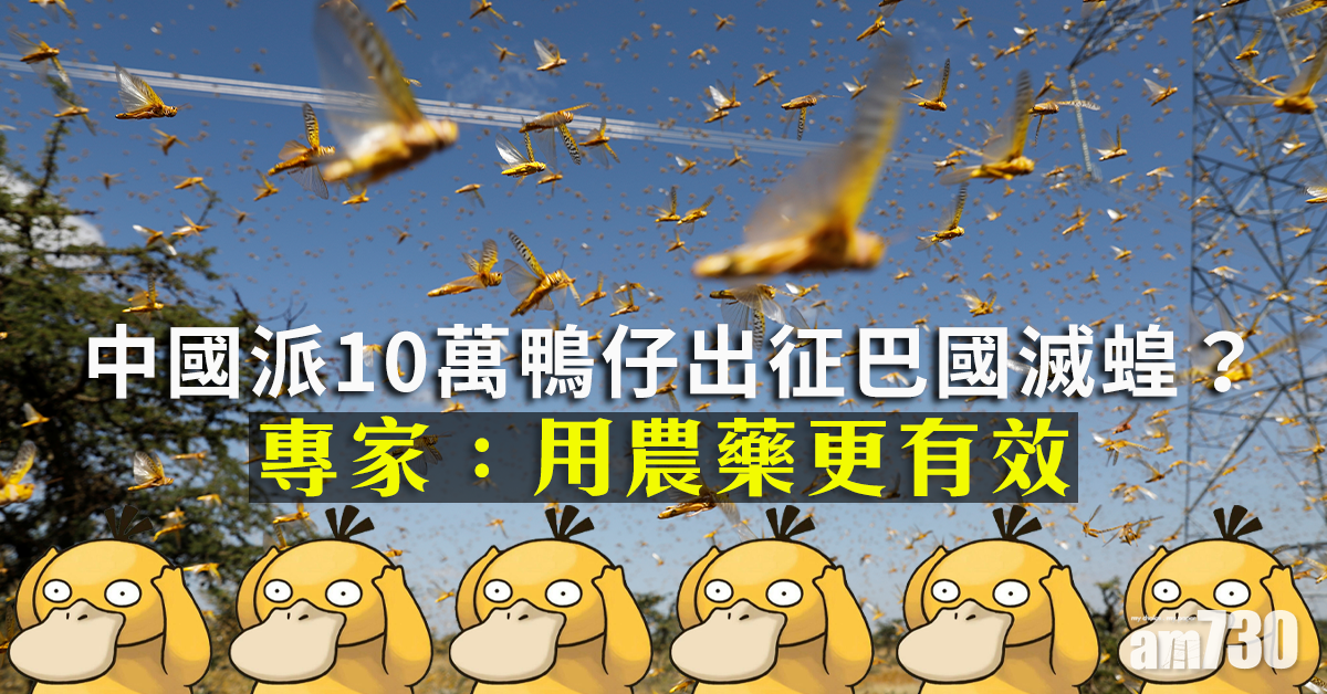 【牧鴨治蝗】10萬鴨仔出征巴國滅蝗？專家：用農藥更有效