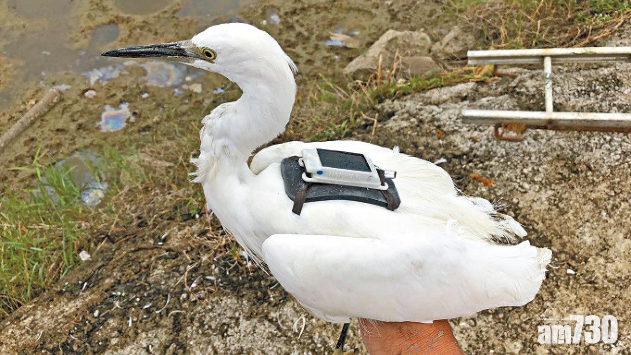 定位追蹤小白鷺 了解季節遷徙特性