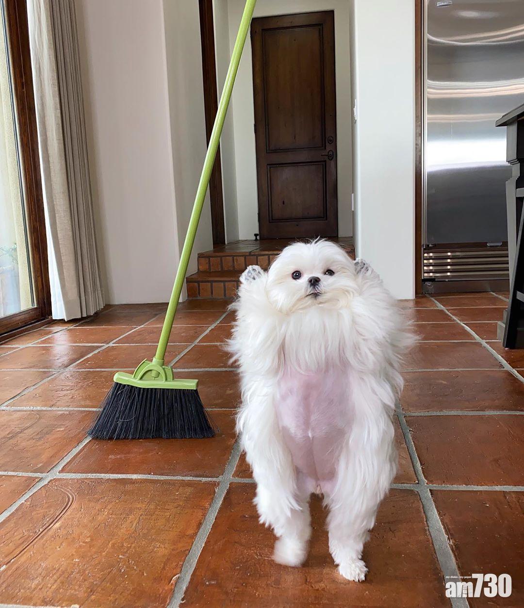 治療犬愛影露臍相  可愛Pose治愈人心