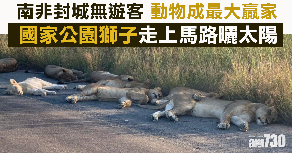 【新冠肺炎】封城無遊客 非洲國家公園獅子馬路睡覺曬太陽