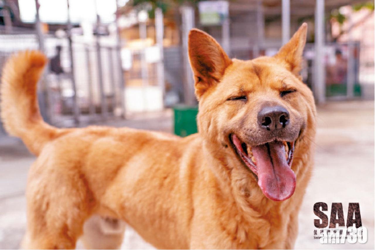 SAA 保護遺棄動物協會 愛護動物 尊重生命 不殺不棄