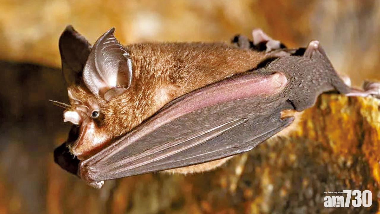 袁國勇團隊研究證 新冠病毒或源自蝙蝠