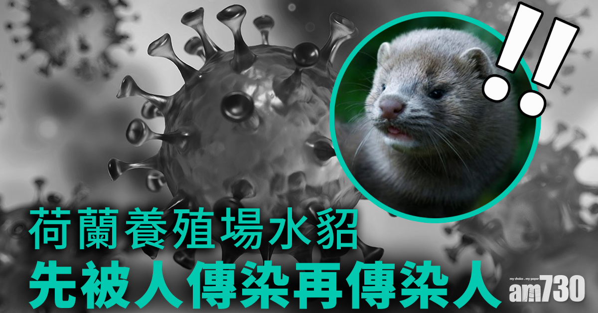 【新冠肺炎】荷蘭養殖場水貂  被人傳染後  病毒再傳人