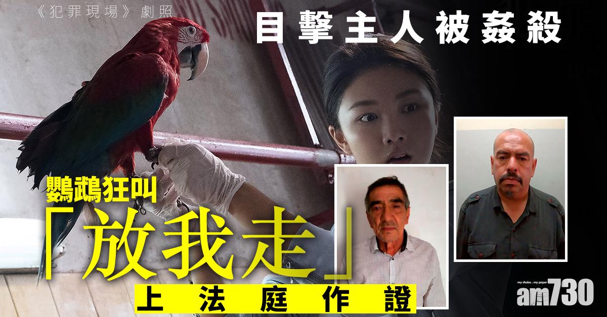 目擊主人被姦殺 鸚鵡狂叫「放我走」上法庭作證