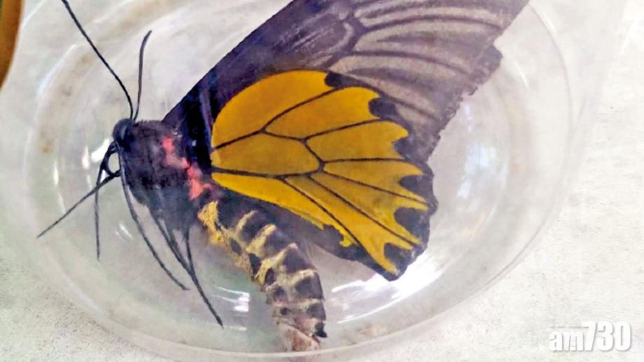 兩人鳳園涉非法捕蝶被捕