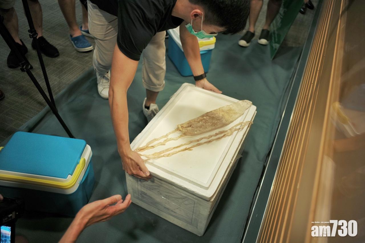 海關拘5人　檢獲歷來最大批市值2500萬元石首魚魚肚