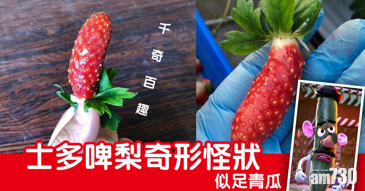 【千奇百趣】士多啤梨奇形怪狀似足青瓜