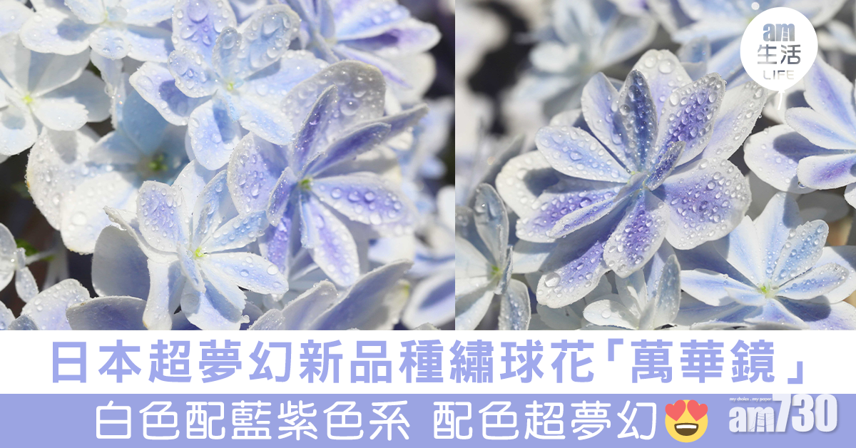 日本超夢幻新品種繡球花「萬華鏡」