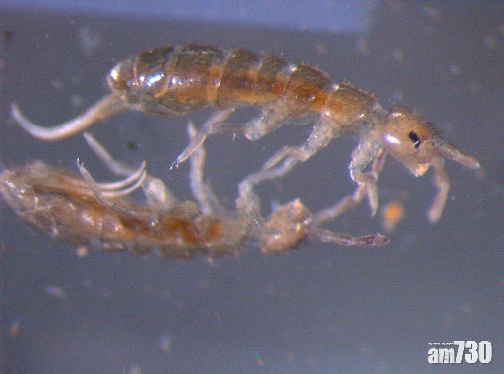 【處處污染】南極彈尾蟲有膠  太平洋最深處有水銀