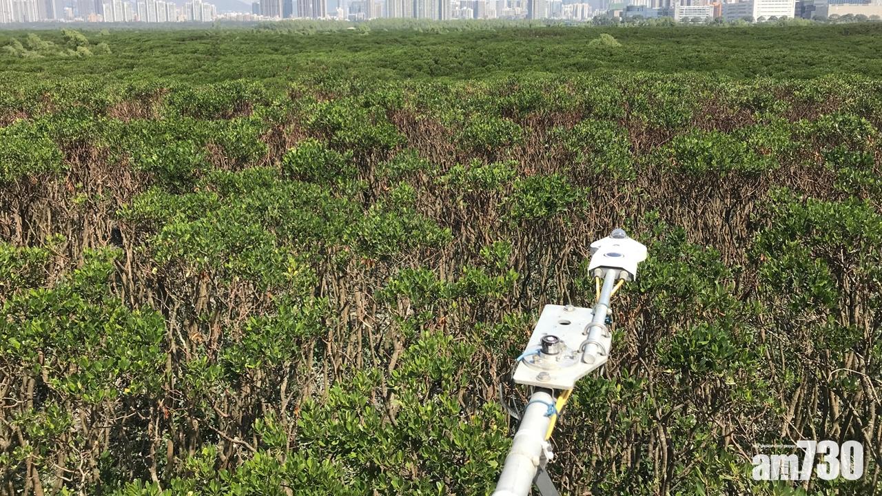 中大研究：紅樹林濕地甲烷排放抵銷逾半碳吸收降溫效益