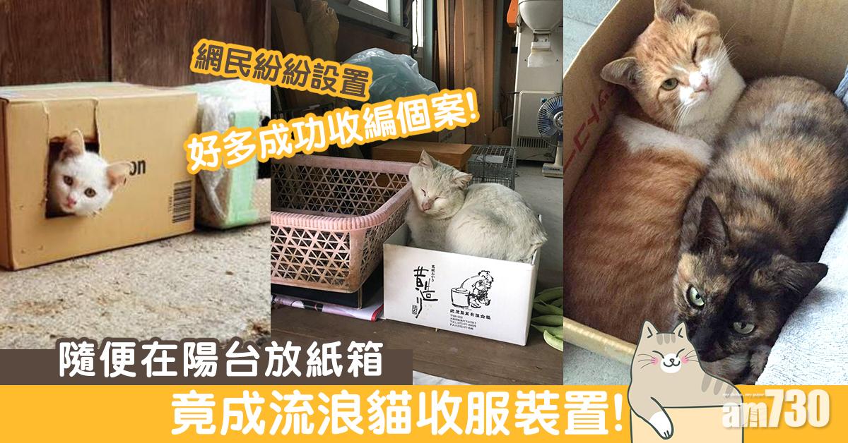 流浪貓收服裝置：陽台放紙箱……