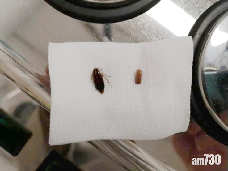 東莞男半夜耳痕 竟係曱甴入侵產卵