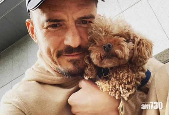 【型男心碎】奧蘭多愛犬失蹤求幫忙