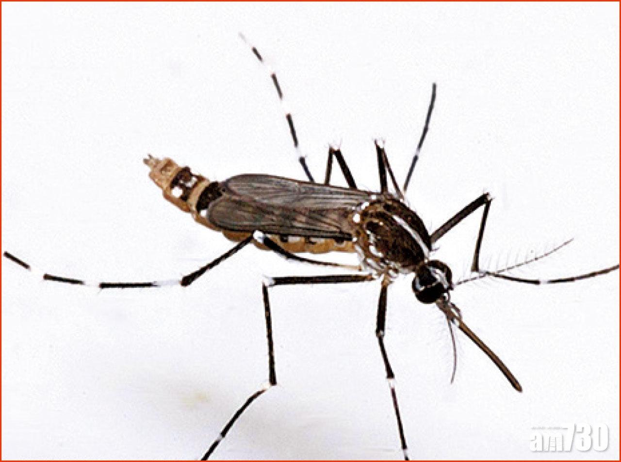 白紋伊蚊誘蚊器指數升至18.1% 上水最嚴重超警戒水平