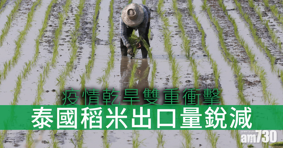 【新冠肺炎】疫情乾旱雙重衝擊 泰國稻米出口量銳減農民生計堪憂